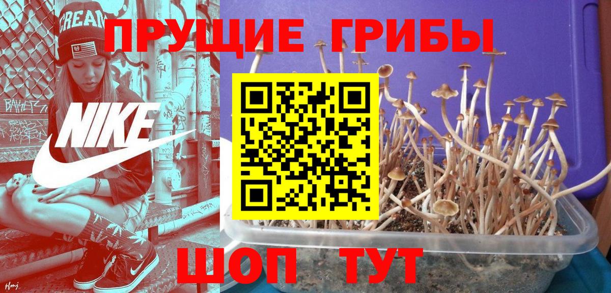 Галлюциногенные грибы Psilocybe  Вход с VPN  Королёв 